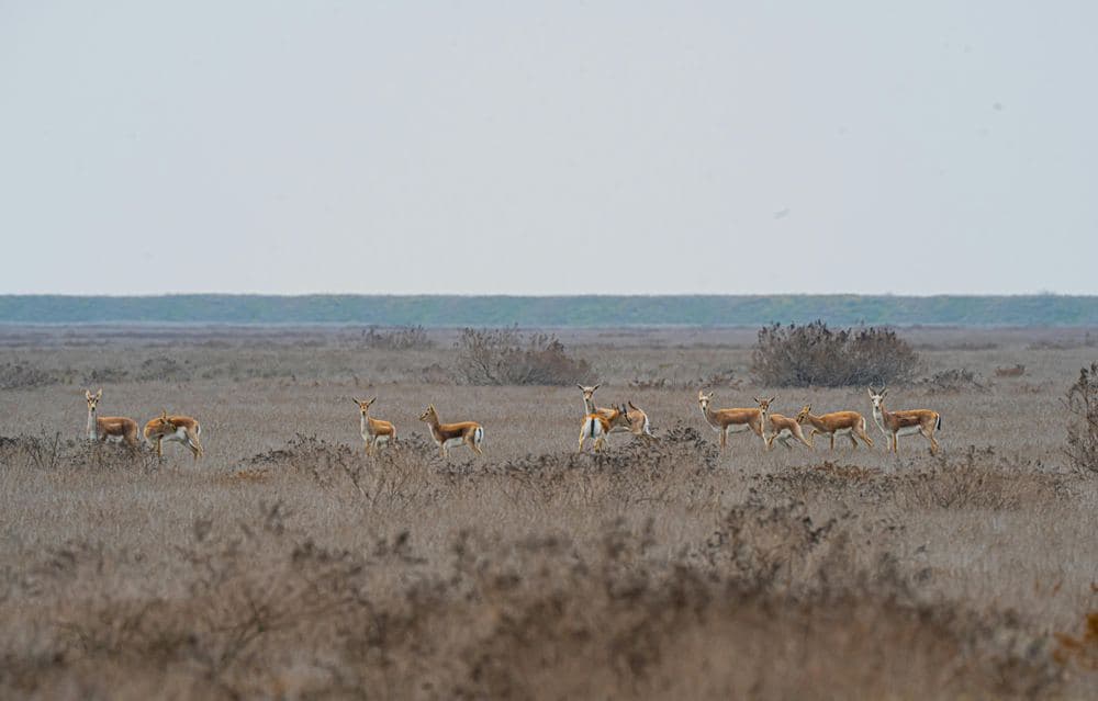 Wildlife Corridors: Reconnecting Fragmented Habitats